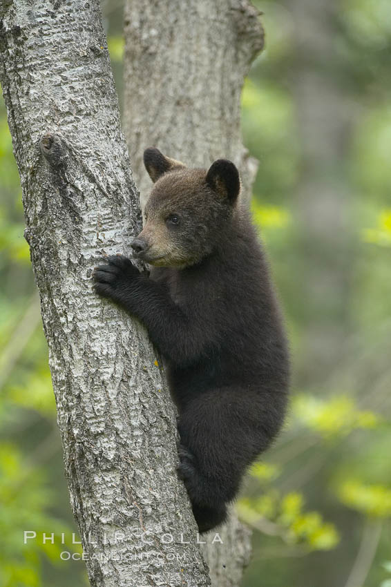 Black bear cub in a tree.  Mother bears will often send their cubs up into the safety of a tree if larger bears (who might seek to injure the cubs) are nearby.  Black bears have sharp claws and, in spite of their size, are expert tree climbers. Orr, Minnesota, USA, Ursus americanus, natural history stock photograph, photo id 18753