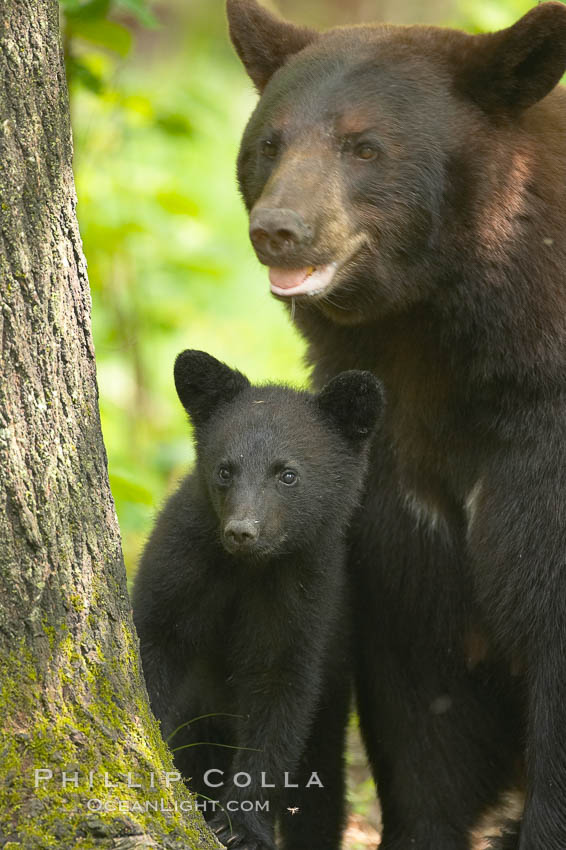 Black bear cub.  Black bear cubs are typically born in January or February, weighing less than one pound at birth.  Cubs are weaned between July and September and remain with their mother until the next winter. Orr, Minnesota, USA, Ursus americanus, natural history stock photograph, photo id 18785