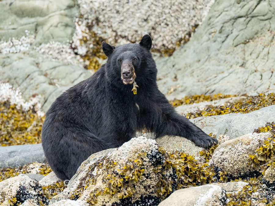 Black Bear foraging on marine algae and kelp at the waterline., Ursus americanus, natural history stock photograph, photo id 41910
