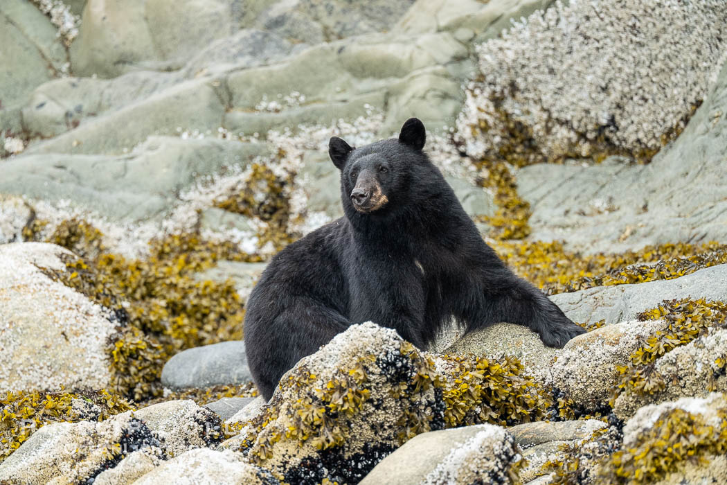 Black Bear foraging on marine algae and kelp at the waterline., Ursus americanus, natural history stock photograph, photo id 41905