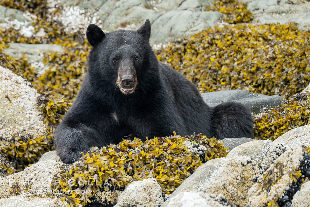 Black Bear foraging on marine algae and kelp at the waterline., Ursus americanus, natural history stock photograph, photo id 41909
