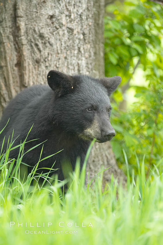 American black bear in grassy meadow. Orr, Minnesota, USA, Ursus americanus, natural history stock photograph, photo id 18878