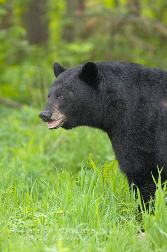 American black bear in grassy meadow. Orr, Minnesota, USA, Ursus americanus, natural history stock photograph, photo id 18898