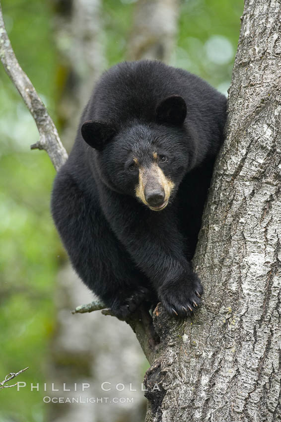 Black bear in a tree.  Black bears are expert tree climbers and will ascend trees if they sense danger or the approach of larger bears, to seek a place to rest, or to get a view of their surroundings. Orr, Minnesota, USA, Ursus americanus, natural history stock photograph, photo id 18938