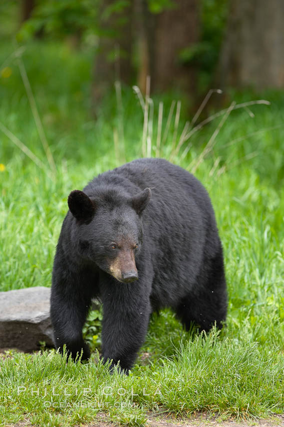 Black bear walking in a grassy meadow.  Black bears can live 25 years or more, and range in color from deepest black to chocolate and cinnamon brown.  Adult males typically weigh up to 600 pounds.  Adult females weight up to 400 pounds and reach sexual maturity at 3 or 4 years of age.  Adults stand about 3' tall at the shoulder. Orr, Minnesota, USA, Ursus americanus, natural history stock photograph, photo id 18962