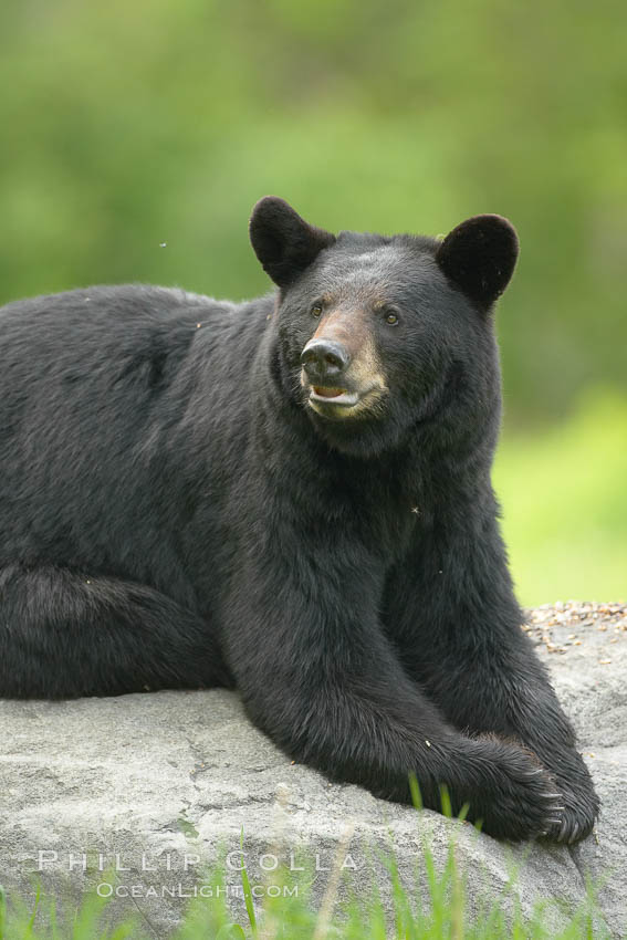 Black bear on granite rock.   This bear still has its thick, full winter coat, which will be shed soon with the approach of summer. Orr, Minnesota, USA, Ursus americanus, natural history stock photograph, photo id 18872