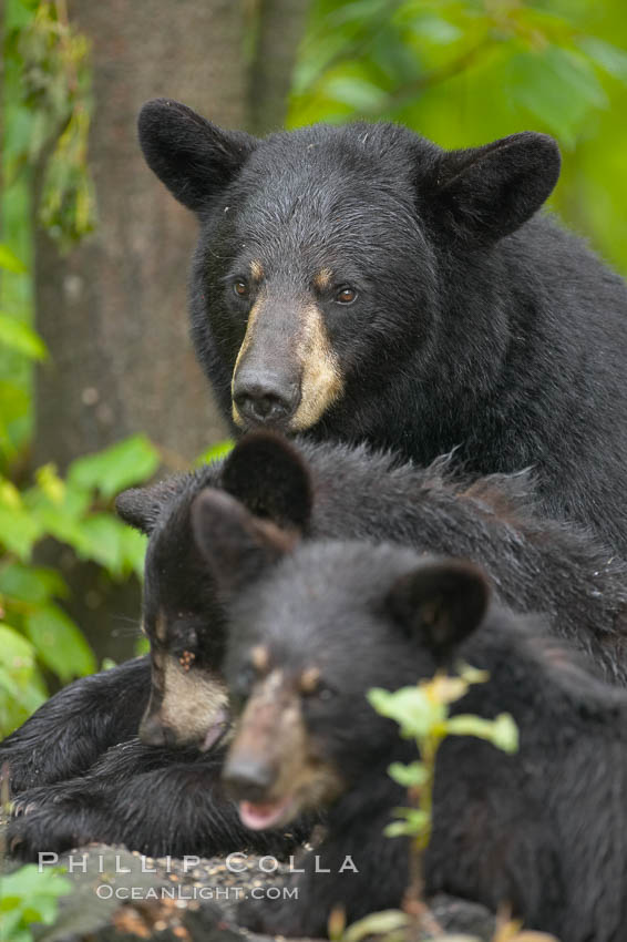 American black bear, mother and cubs. Orr, Minnesota, USA, Ursus americanus, natural history stock photograph, photo id 18888