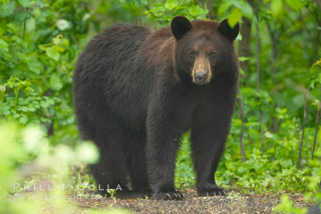 Black bear in the shadows of a birch tree forest.   This bear still has its thick, full winter coat, which will be shed soon with the approach of summer. Orr, Minnesota, USA, Ursus americanus, natural history stock photograph, photo id 18896