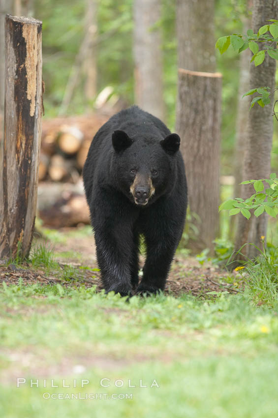 Black bear walking in a forest, Ursus americanus, Orr, Minnesota