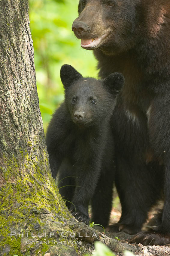 Black bear cub.  Black bear cubs are typically born in January or February, weighing less than one pound at birth.  Cubs are weaned between July and September and remain with their mother until the next winter., Ursus americanus, natural history stock photograph, photo id 18940