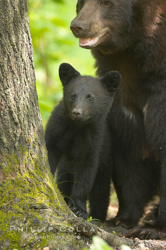 Black bear cub.  Black bear cubs are typically born in January or February, weighing less than one pound at birth.  Cubs are weaned between July and September and remain with their mother until the next winter. Orr, Minnesota, USA, Ursus americanus, natural history stock photograph, photo id 18940