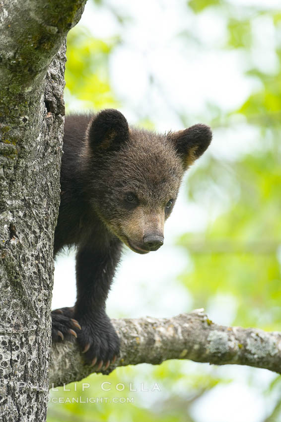 Black bear cub in a tree.  Mother bears will often send their cubs up into the safety of a tree if larger bears (who might seek to injure the cubs) are nearby.  Black bears have sharp claws and, in spite of their size, are expert tree climbers. Orr, Minnesota, USA, Ursus americanus, natural history stock photograph, photo id 18944