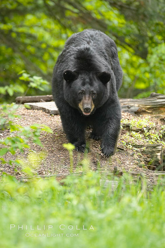 Black bear walking in a forest.  Black bears can live 25 years or more, and range in color from deepest black to chocolate and cinnamon brown.  Adult males typically weigh up to 600 pounds.  Adult females weight up to 400 pounds and reach sexual maturity at 3 or 4 years of age.  Adults stand about 3' tall at the shoulder. Orr, Minnesota, USA, Ursus americanus, natural history stock photograph, photo id 18948