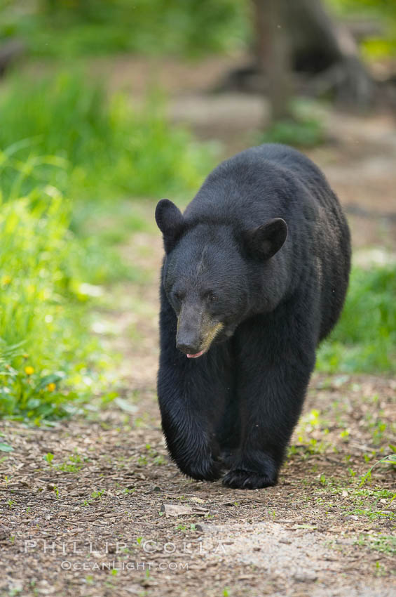 Black bear walking in a forest.  Black bears can live 25 years or more, and range in color from deepest black to chocolate and cinnamon brown.  Adult males typically weigh up to 600 pounds.  Adult females weight up to 400 pounds and reach sexual maturity at 3 or 4 years of age.  Adults stand about 3' tall at the shoulder. Orr, Minnesota, USA, Ursus americanus, natural history stock photograph, photo id 18952