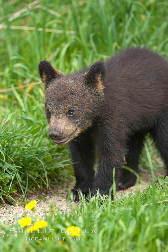 Black bear cub.  Black bear cubs are typically born in January or February, weighing less than one pound at birth.  Cubs are weaned between July and September and remain with their mother until the next winter. Orr, Minnesota, USA, Ursus americanus, natural history stock photograph, photo id 18960