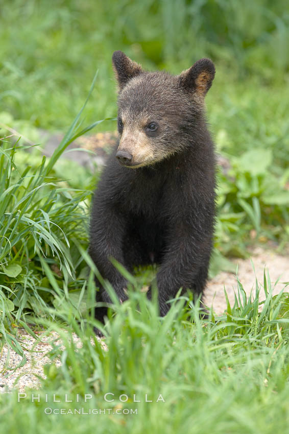 Black bear cub.  Black bear cubs are typically born in January or February, weighing less than one pound at birth.  Cubs are weaned between July and September and remain with their mother until the next winter. Orr, Minnesota, USA, Ursus americanus, natural history stock photograph, photo id 18871