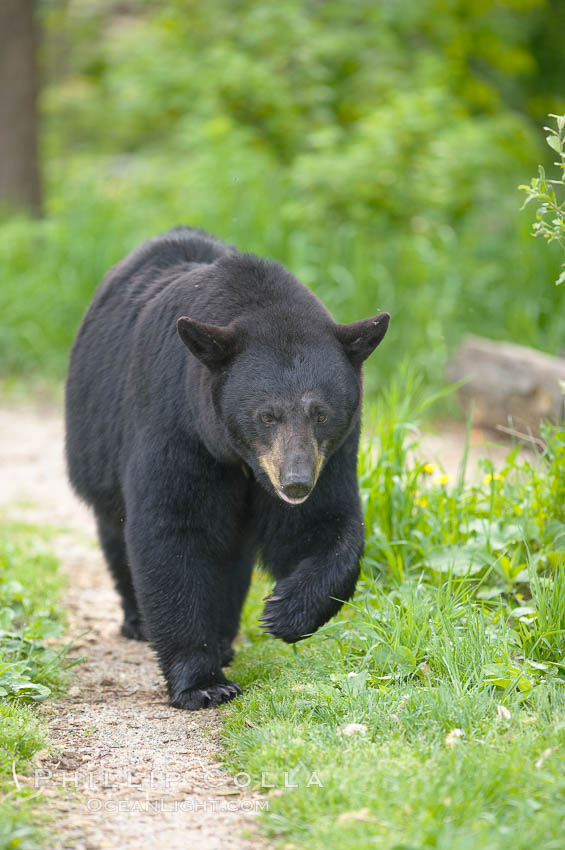 Black bear walking in a grassy meadow.  Black bears can live 25 years or more, and range in color from deepest black to chocolate and cinnamon brown.  Adult males typically weigh up to 600 pounds.  Adult females weight up to 400 pounds and reach sexual maturity at 3 or 4 years of age.  Adults stand about 3' tall at the shoulder., Ursus americanus, natural history stock photograph, photo id 18883