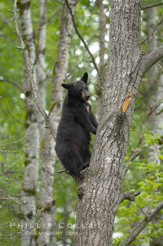 Black bear in a tree.  Black bears are expert tree climbers and will ascend trees if they sense danger or the approach of larger bears, to seek a place to rest, or to get a view of their surroundings. Orr, Minnesota, USA, Ursus americanus, natural history stock photograph, photo id 18903
