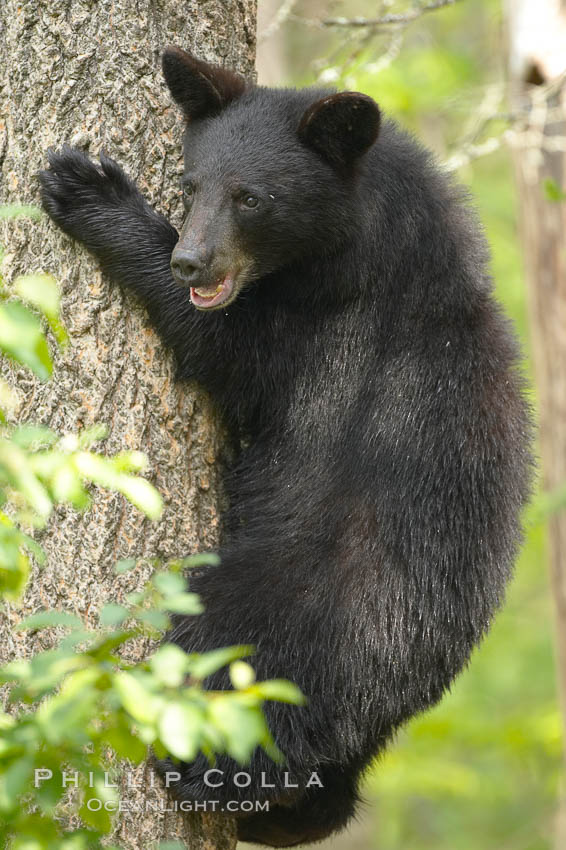 Black bears are expert tree climbers, and are often seen leaning on trees or climbing a little ways up simply to get a better look around their surroundings. Orr, Minnesota, USA, Ursus americanus, natural history stock photograph, photo id 18943