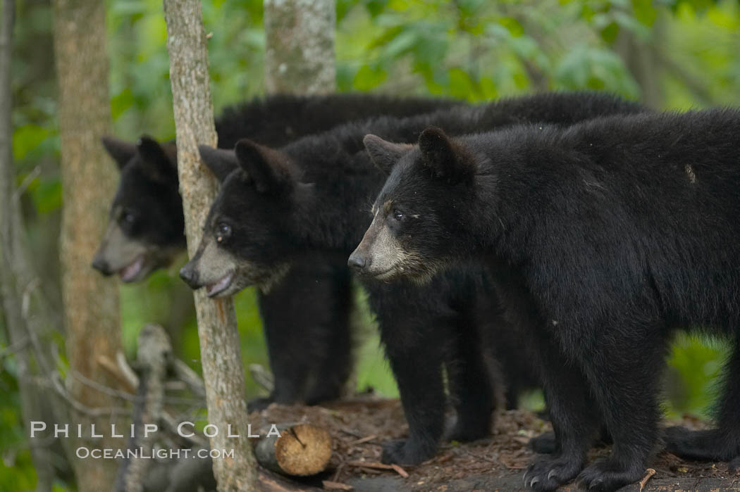 American black bear cubs. Orr, Minnesota, USA, Ursus americanus, natural history stock photograph, photo id 18947