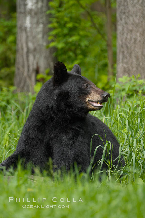 Black bear portrait sitting in long grass.  This bear still has its thick, full winter coat, which will be shed soon with the approach of summer.  Black bears are omnivores and will find several foods to their liking in meadows, including grasses, herbs, fruits, and insects. Orr, Minnesota, USA, Ursus americanus, natural history stock photograph, photo id 18951