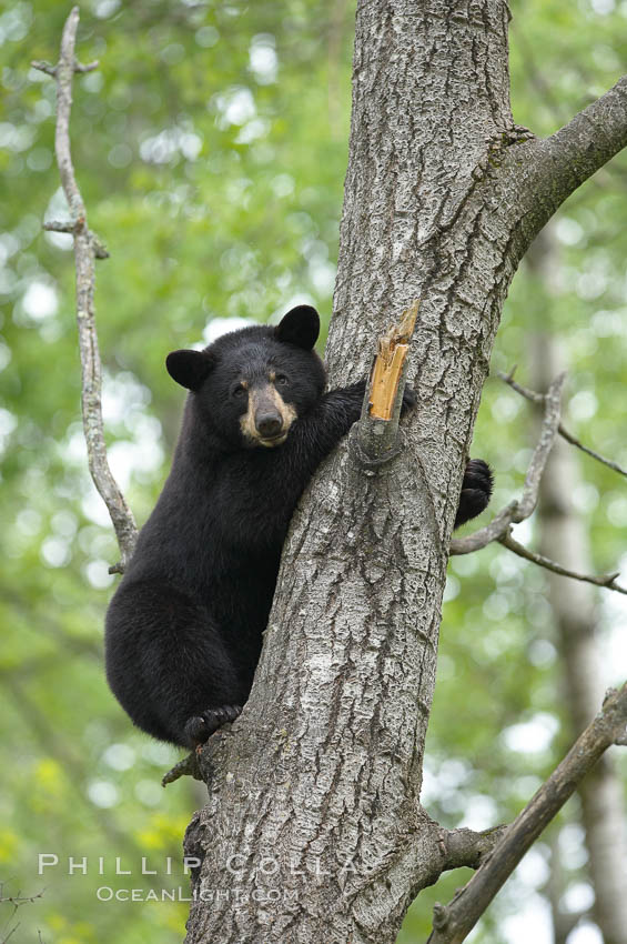 Black bear in a tree.  Black bears are expert tree climbers and will ascend trees if they sense danger or the approach of larger bears, to seek a place to rest, or to get a view of their surroundings. Orr, Minnesota, USA, Ursus americanus, natural history stock photograph, photo id 18955