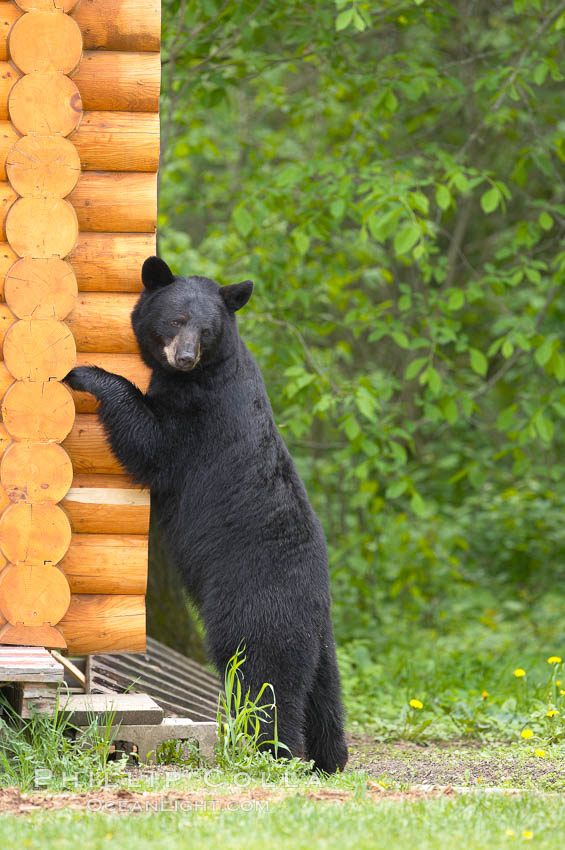 Black bear scratches an itch by rubbing against a log cabin. Orr, Minnesota, USA, Ursus americanus, natural history stock photograph, photo id 18959