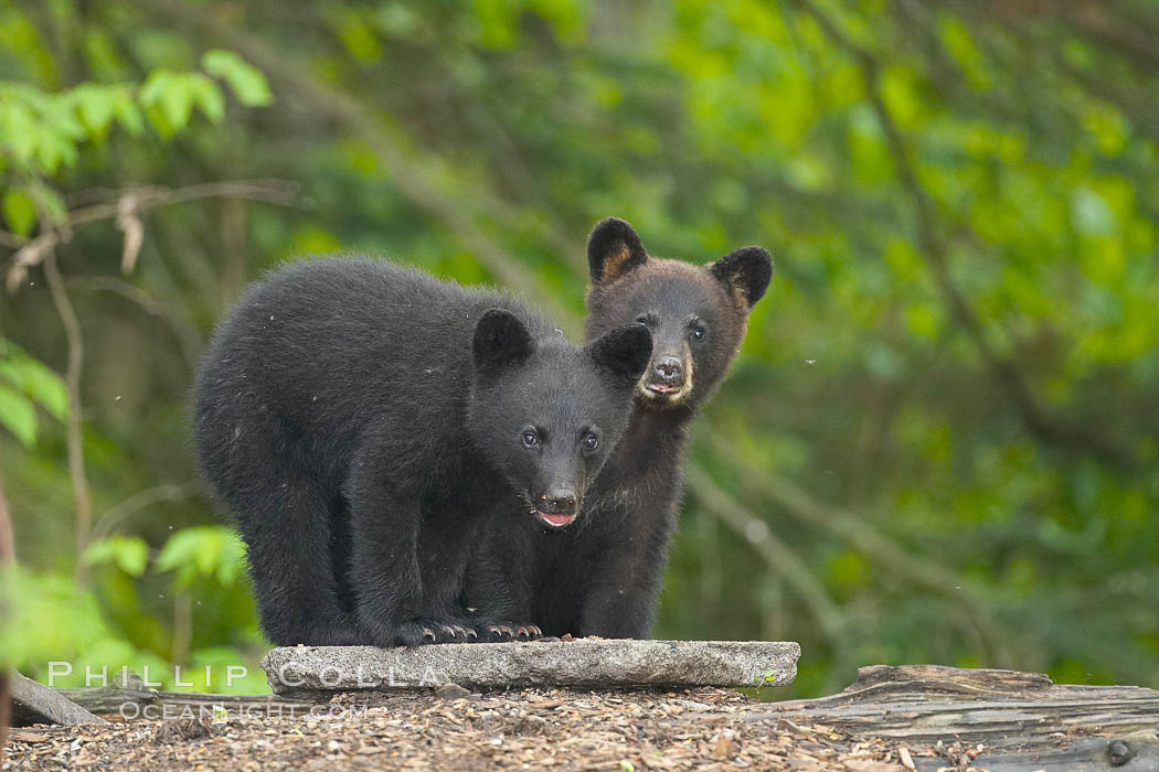 Black bear cub.  Black bear cubs are typically born in January or February, weighing less than one pound at birth.  Cubs are weaned between July and September and remain with their mother until the next winter., Ursus americanus, natural history stock photograph, photo id 18877