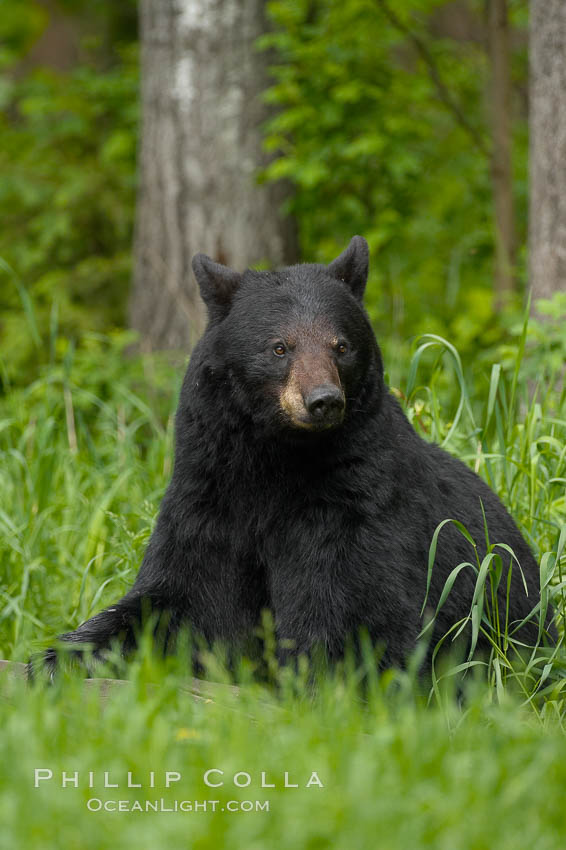 Black bear portrait sitting in long grass.  This bear still has its thick, full winter coat, which will be shed soon with the approach of summer.  Black bears are omnivores and will find several foods to their liking in meadows, including grasses, herbs, fruits, and insects. Orr, Minnesota, USA, Ursus americanus, natural history stock photograph, photo id 18881