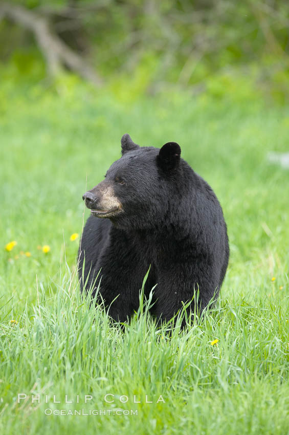 Black bear walking in a grassy meadow.  Black bears can live 25 years or more, and range in color from deepest black to chocolate and cinnamon brown.  Adult males typically weigh up to 600 pounds.  Adult females weight up to 400 pounds and reach sexual maturity at 3 or 4 years of age.  Adults stand about 3' tall at the shoulder. Orr, Minnesota, USA, Ursus americanus, natural history stock photograph, photo id 18885