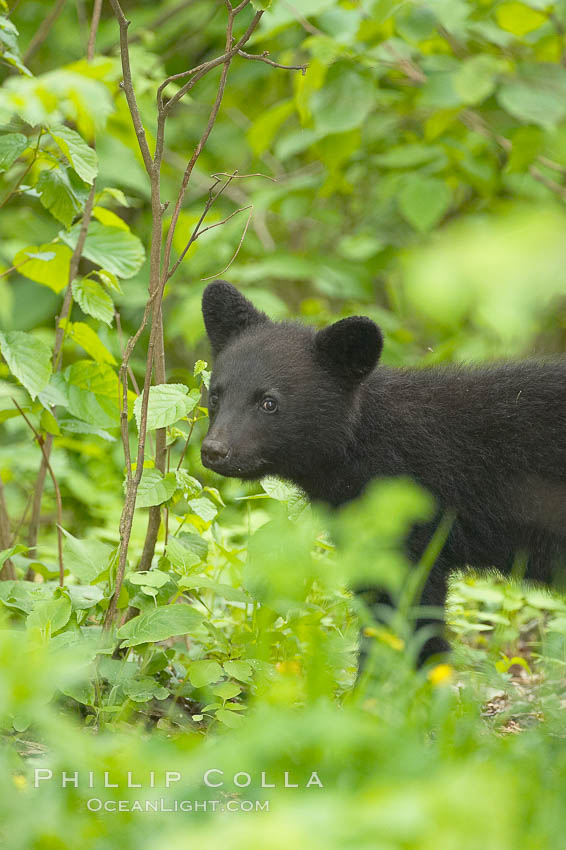 Black bear cub.  Black bear cubs are typically born in January or February, weighing less than one pound at birth.  Cubs are weaned between July and September and remain with their mother until the next winter. Orr, Minnesota, USA, Ursus americanus, natural history stock photograph, photo id 18893