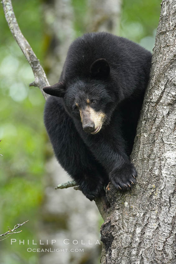 Black bear in a tree.  Black bears are expert tree climbers and will ascend trees if they sense danger or the approach of larger bears, to seek a place to rest, or to get a view of their surroundings. Orr, Minnesota, USA, Ursus americanus, natural history stock photograph, photo id 18937