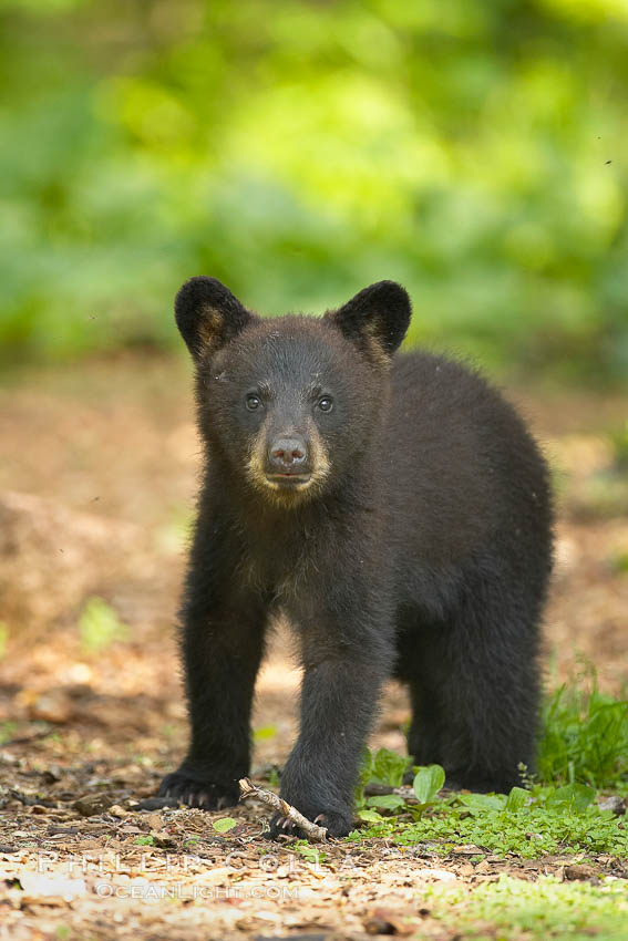 Black bear cub.  Black bear cubs are typically born in January or February, weighing less than one pound at birth.  Cubs are weaned between July and September and remain with their mother until the next winter., Ursus americanus, natural history stock photograph, photo id 18941