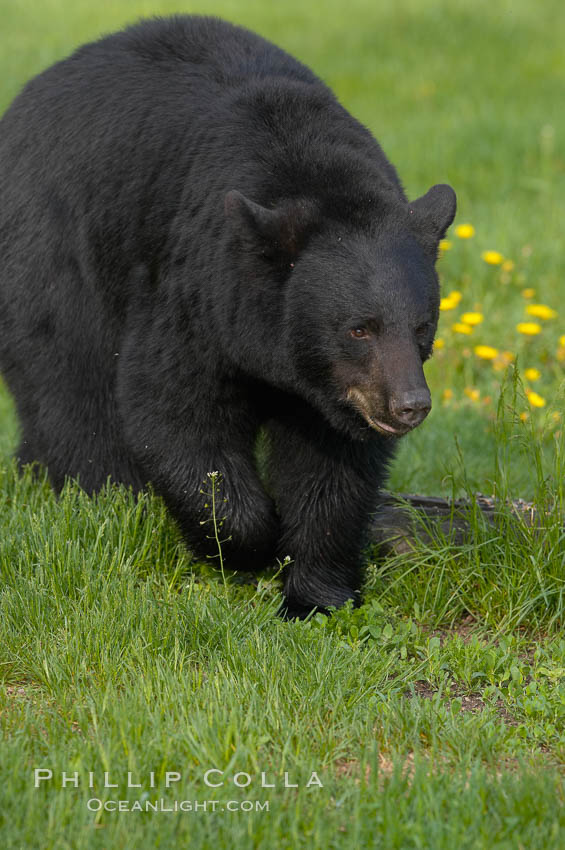 American black bear in grassy meadow. Orr, Minnesota, USA, Ursus americanus, natural history stock photograph, photo id 18953