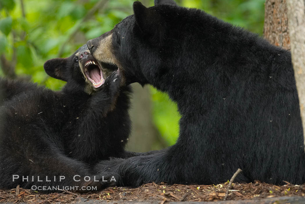 American black bear, mother and cub., Ursus americanus, natural history stock photograph, photo id 18838