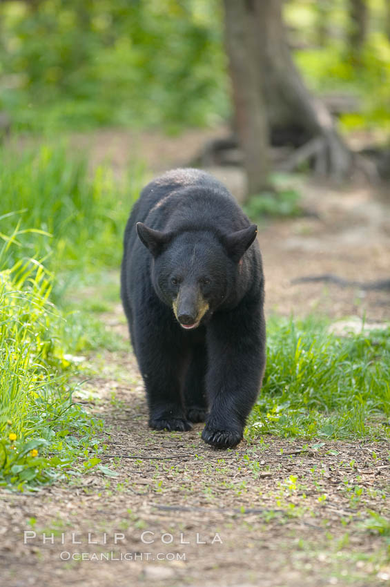 Black bear walking in a forest.  Black bears can live 25 years or more, and range in color from deepest black to chocolate and cinnamon brown.  Adult males typically weigh up to 600 pounds.  Adult females weight up to 400 pounds and reach sexual maturity at 3 or 4 years of age.  Adults stand about 3' tall at the shoulder. Orr, Minnesota, USA, Ursus americanus, natural history stock photograph, photo id 18846