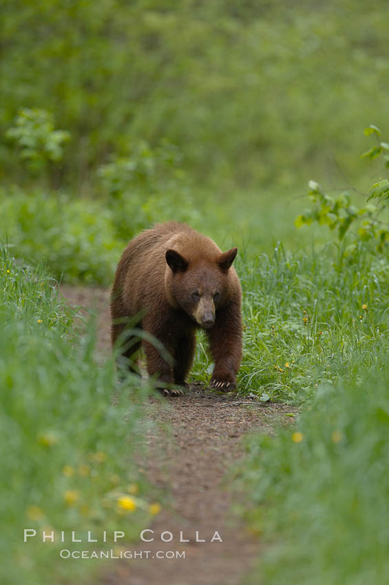 Black bear walking in a grassy meadow.  Black bears can live 25 years or more, and range in color from deepest black to chocolate and cinnamon brown.  Adult males typically weigh up to 600 pounds.  Adult females weight up to 400 pounds and reach sexual maturity at 3 or 4 years of age.  Adults stand about 3' tall at the shoulder. Orr, Minnesota, USA, Ursus americanus, natural history stock photograph, photo id 18854