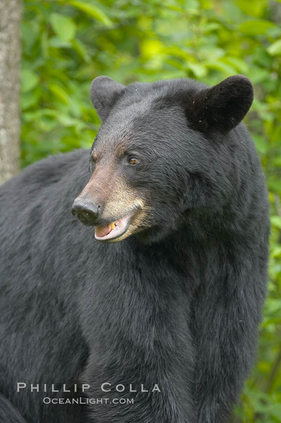 American black bear, Ursus americanus, Orr, Minnesota, 18862