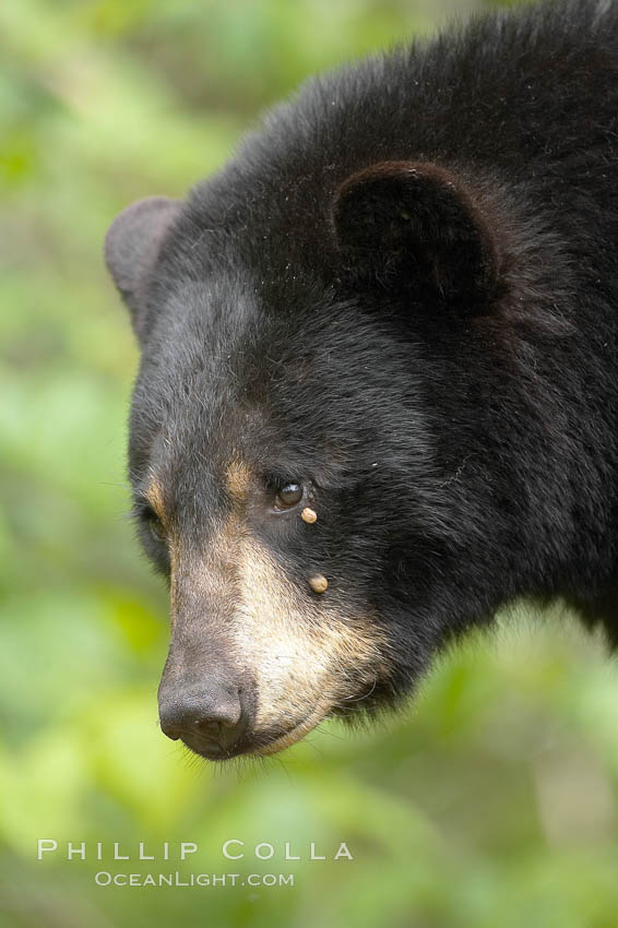 Black bear portrait.  Two ticks are visible below the bear's eye, engorged with blood.  American black bears range in color from deepest black to chocolate and cinnamon brown.  They prefer forested and meadow environments. This bear still has its thick, full winter coat, which will be shed soon with the approach of summer. Orr, Minnesota, USA, Ursus americanus, natural history stock photograph, photo id 18824