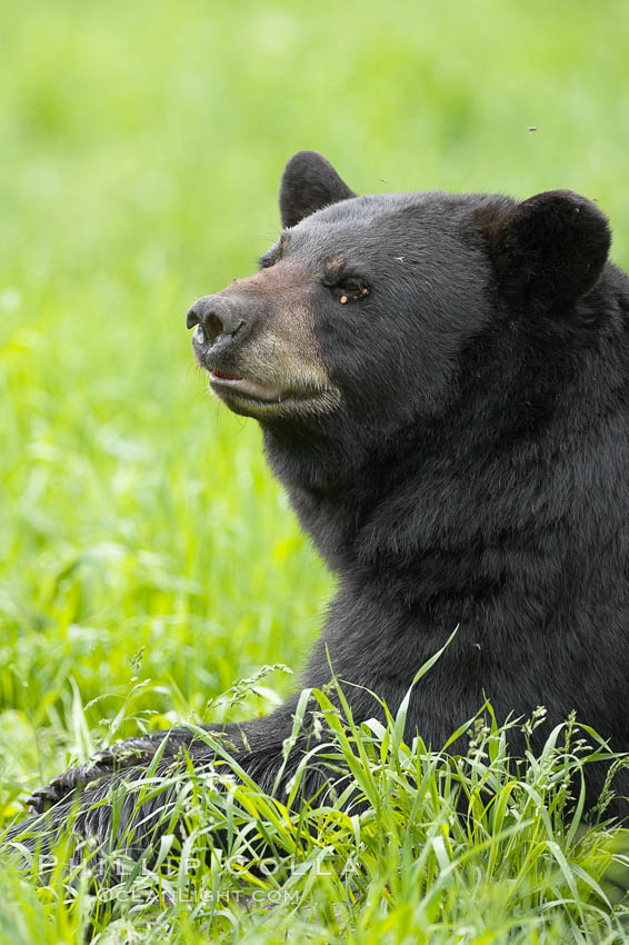 American black bear. Orr, Minnesota, USA, Ursus americanus, natural history stock photograph, photo id 18840