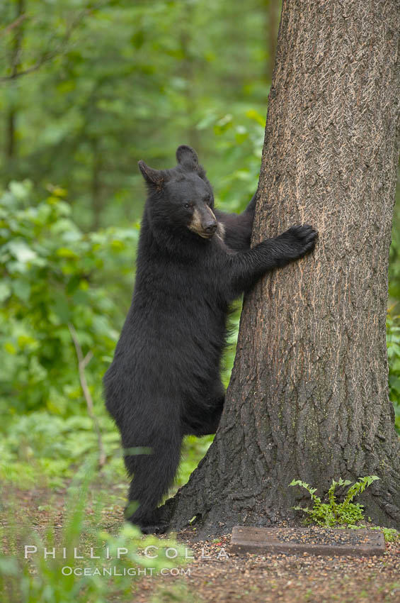 Black bear walking in a forest.  Black bears can live 25 years or more, and range in color from deepest black to chocolate and cinnamon brown.  Adult males typically weigh up to 600 pounds.  Adult females weight up to 400 pounds and reach sexual maturity at 3 or 4 years of age.  Adults stand about 3' tall at the shoulder., Ursus americanus, natural history stock photograph, photo id 18856