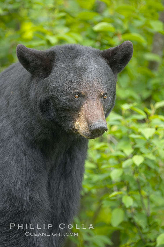 Black bear portrait.  American black bears range in color from deepest black to chocolate and cinnamon brown.  They prefer forested and meadow environments. This bear still has its thick, full winter coat, which will be shed soon with the approach of summer. Orr, Minnesota, USA, Ursus americanus, natural history stock photograph, photo id 18823