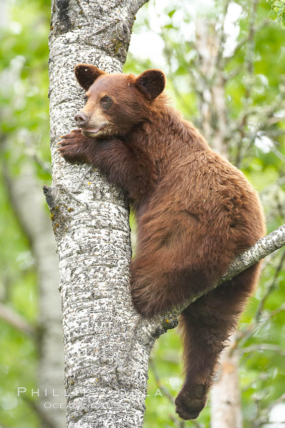 Black bear in a tree.  Black bears are expert tree climbers and will ascend trees if they sense danger or the approach of larger bears, to seek a place to rest, or to get a view of their surroundings. Orr, Minnesota, USA, Ursus americanus, natural history stock photograph, photo id 18839