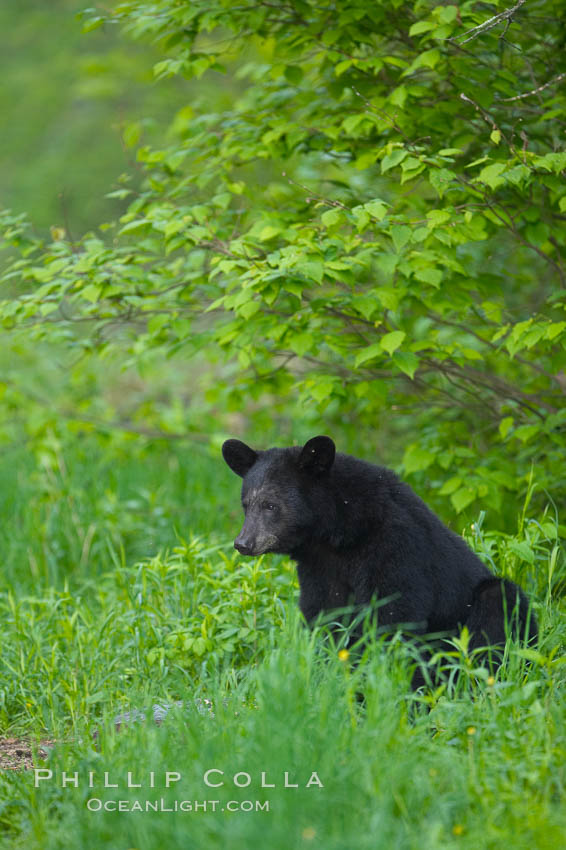 Black bear portrait sitting in long grass.  This bear still has its thick, full winter coat, which will be shed soon with the approach of summer.  Black bears are omnivores and will find several foods to their liking in meadows, including grasses, herbs, fruits, and insects. Orr, Minnesota, USA, Ursus americanus, natural history stock photograph, photo id 18843