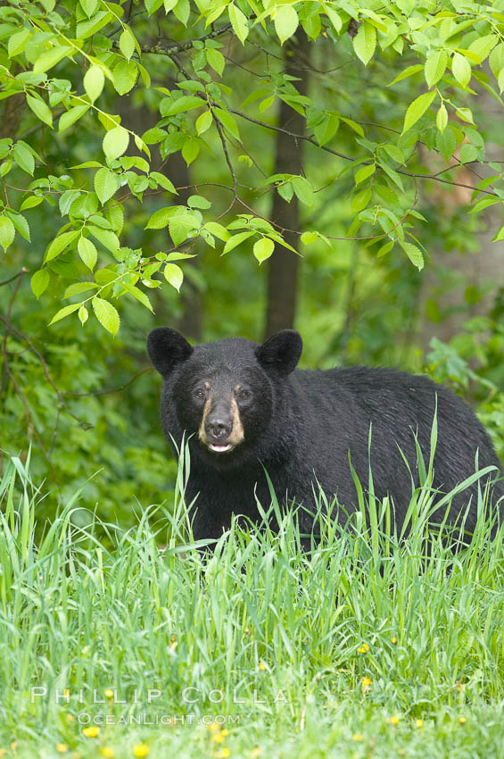 American black bear. Orr, Minnesota, USA, Ursus americanus, natural history stock photograph, photo id 18851