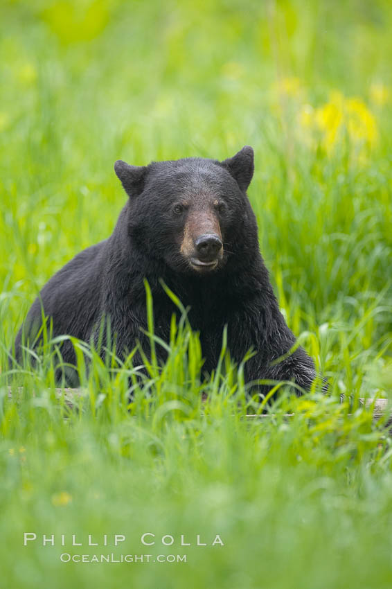 Black bear portrait sitting in long grass.  This bear still has its thick, full winter coat, which will be shed soon with the approach of summer.  Black bears are omnivores and will find several foods to their liking in meadows, including grasses, herbs, fruits, and insects. Orr, Minnesota, USA, Ursus americanus, natural history stock photograph, photo id 18829