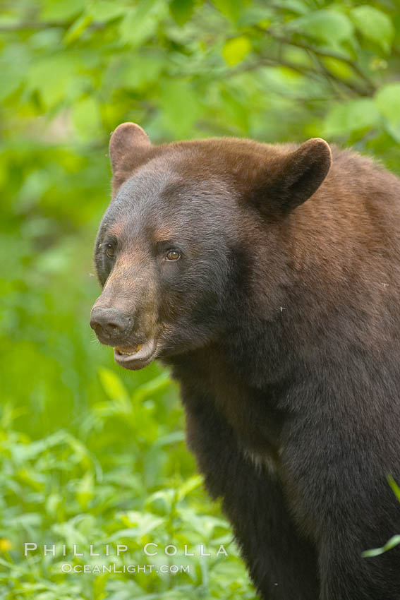 Black bear portrait.  American black bears range in color from deepest black to chocolate and cinnamon brown.  They prefer forested and meadow environments. This bear still has its thick, full winter coat, which will be shed soon with the approach of summer. Orr, Minnesota, USA, Ursus americanus, natural history stock photograph, photo id 18833