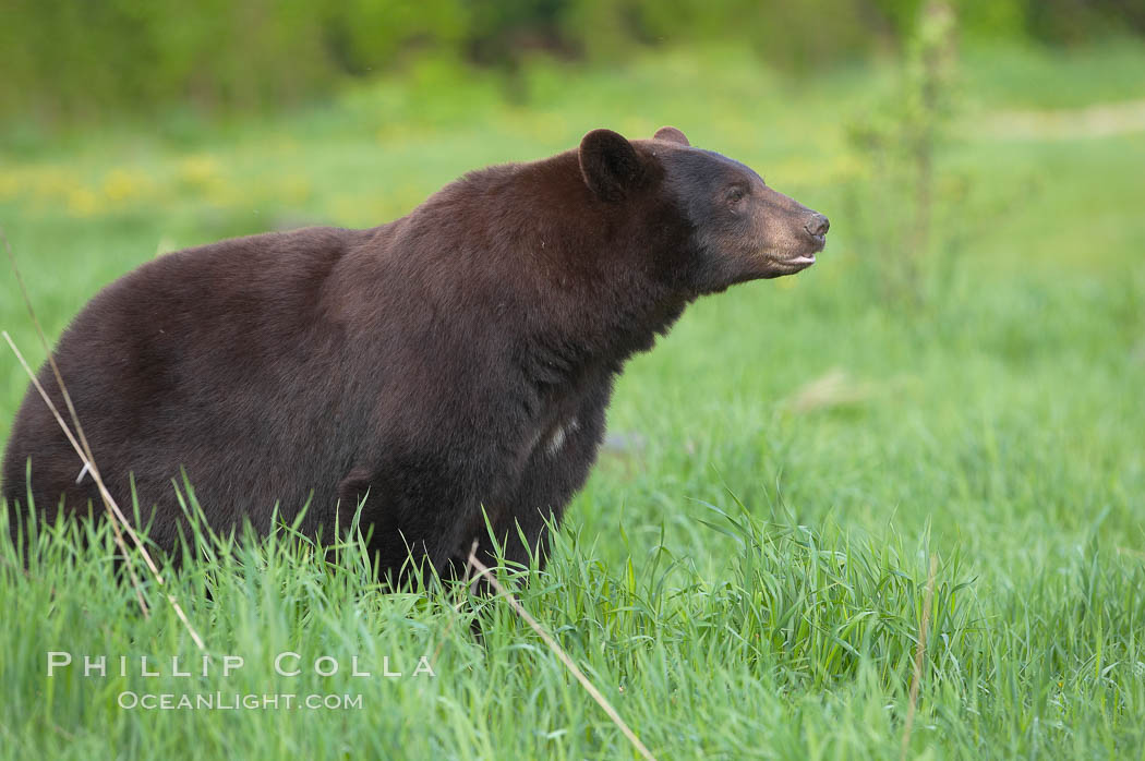 Black bear portrait sitting in long grass.  This bear still has its thick, full winter coat, which will be shed soon with the approach of summer.  Black bears are omnivores and will find several foods to their liking in meadows, including grasses, herbs, fruits, and insects., Ursus americanus, natural history stock photograph, photo id 18845