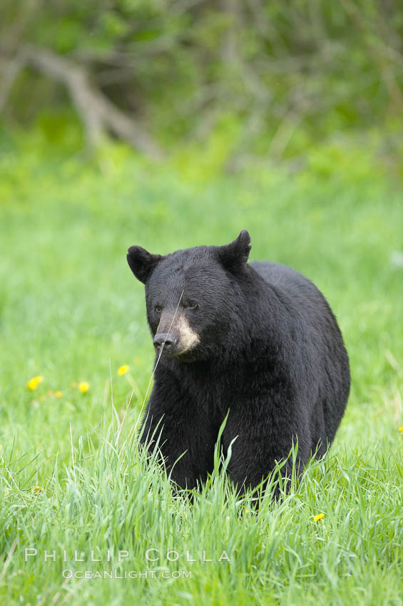 Black bear walking in a grassy meadow.  Black bears can live 25 years or more, and range in color from deepest black to chocolate and cinnamon brown.  Adult males typically weigh up to 600 pounds.  Adult females weight up to 400 pounds and reach sexual maturity at 3 or 4 years of age.  Adults stand about 3' tall at the shoulder. Orr, Minnesota, USA, Ursus americanus, natural history stock photograph, photo id 18849