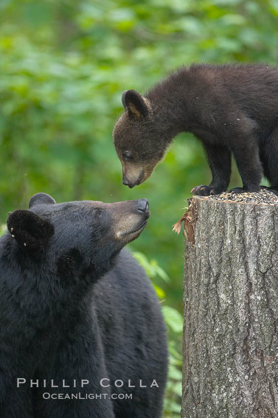 American black bear. Orr, Minnesota, USA, Ursus americanus, natural history stock photograph, photo id 18853